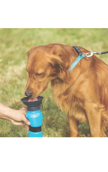 Is-Your-Dog-Thirsty